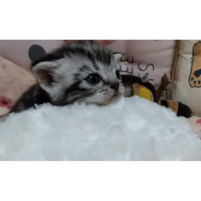 販売中の埼玉県のアメリカンショートヘア-127588の1枚目