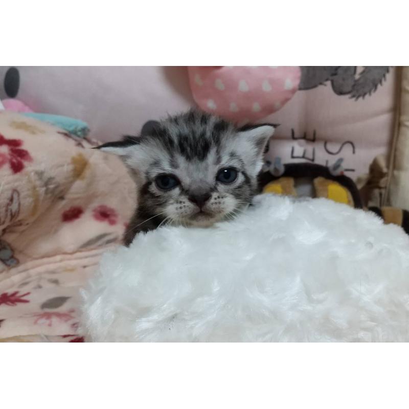 販売中の埼玉県のアメリカンショートヘア-127588の3枚目