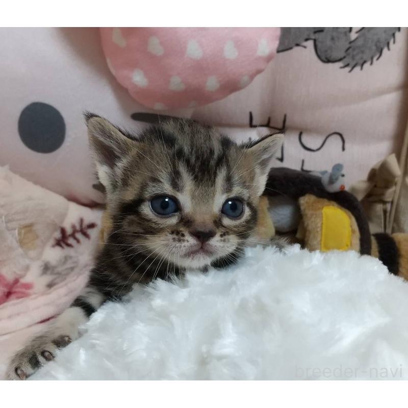 販売中の埼玉県のアメリカンショートヘア-127589の5枚目
