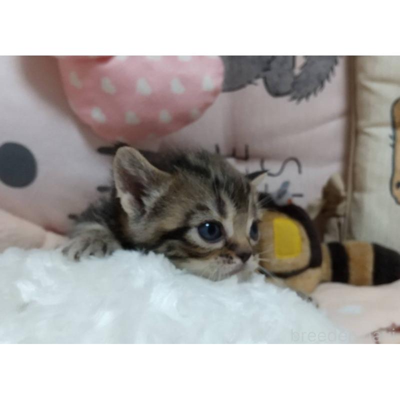 販売中の埼玉県のアメリカンショートヘア-127589の4枚目