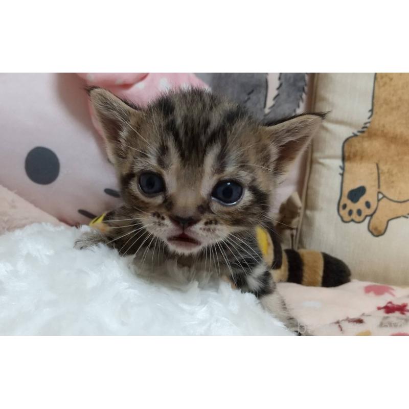販売中の埼玉県のアメリカンショートヘア-127589の3枚目