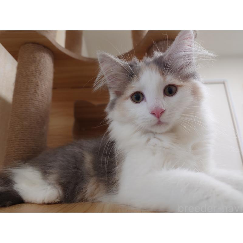 販売中の埼玉県のノルウェージャンフォレストキャット-122995の10枚目