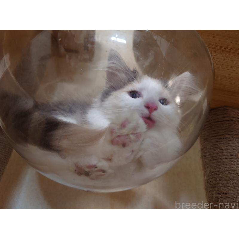 販売中の埼玉県のノルウェージャンフォレストキャット-122995の8枚目