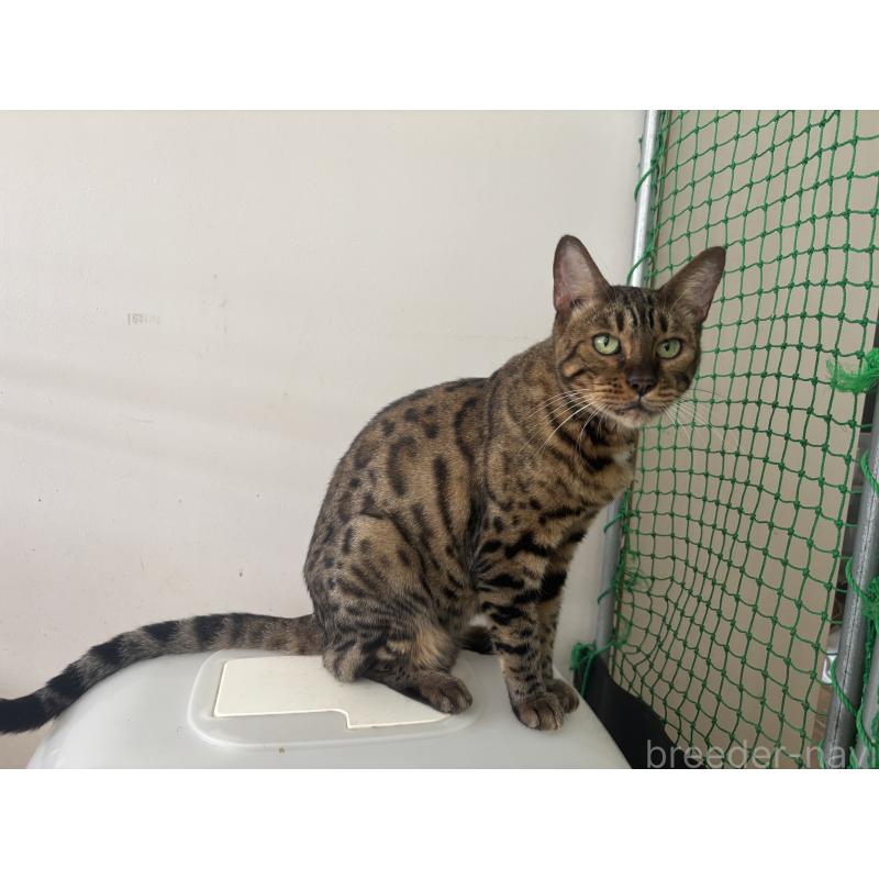 販売中の千葉県のベンガル-83385の4枚目