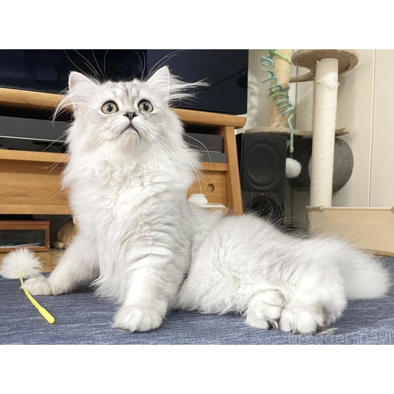 成約済の愛知県のミヌエット-117955の11枚目