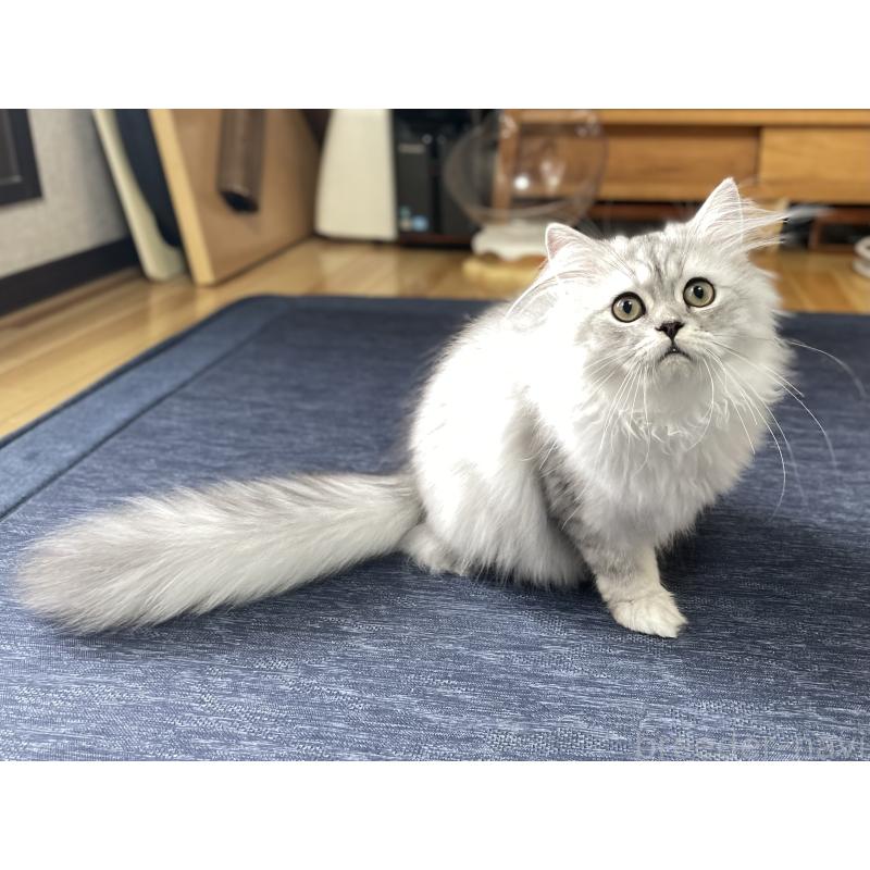 成約済の愛知県のミヌエット-117955の10枚目