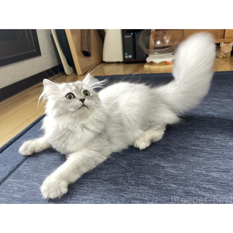 成約済の愛知県のミヌエット-117955の9枚目