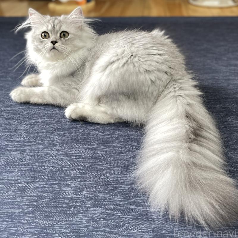 成約済の愛知県のミヌエット-117955の8枚目