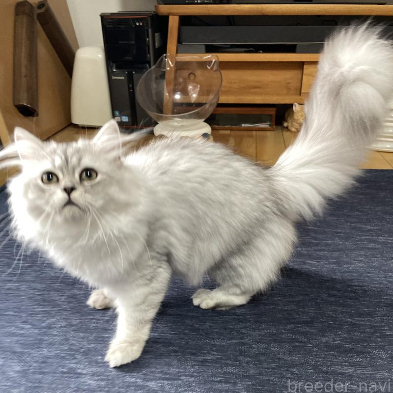 成約済の愛知県のミヌエット-117955の7枚目