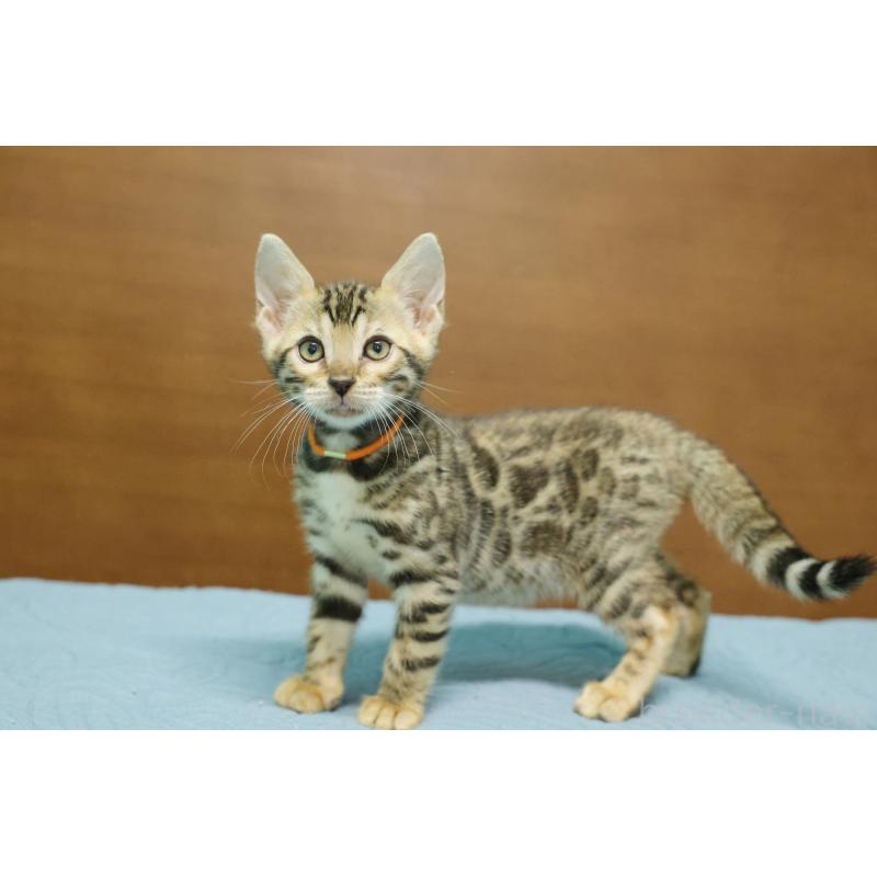 販売中の大阪府のベンガル-126592の7枚目