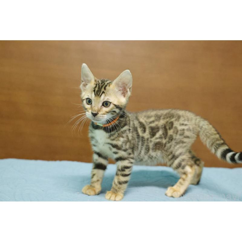 販売中の大阪府のベンガル-126592の6枚目