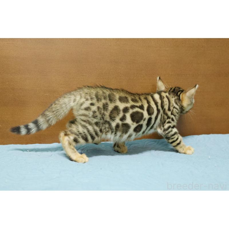 販売中の大阪府のベンガル-126592の5枚目