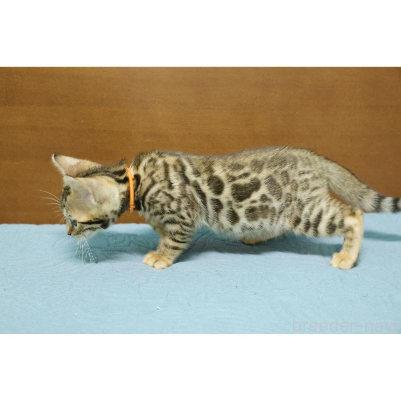 販売中の大阪府のベンガル-126592の4枚目