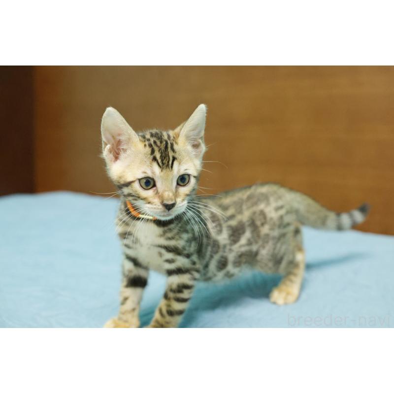 販売中の大阪府のベンガル-126592の3枚目