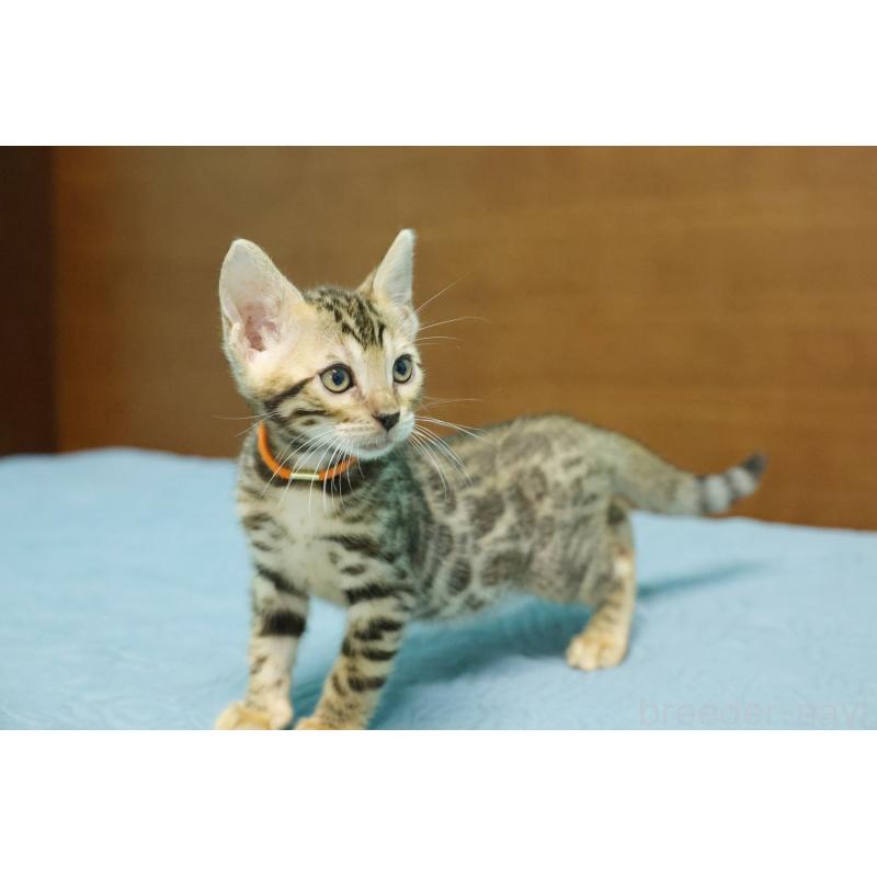 販売中の大阪府のベンガル-126592の2枚目