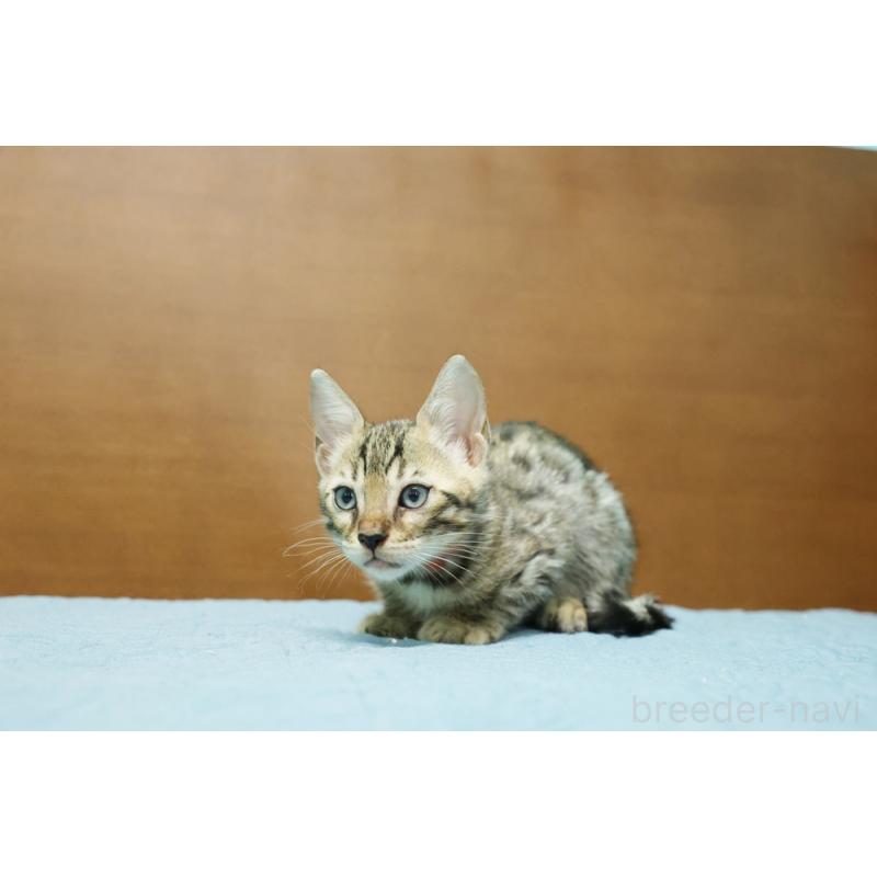 販売中の大阪府のベンガル-126599の7枚目