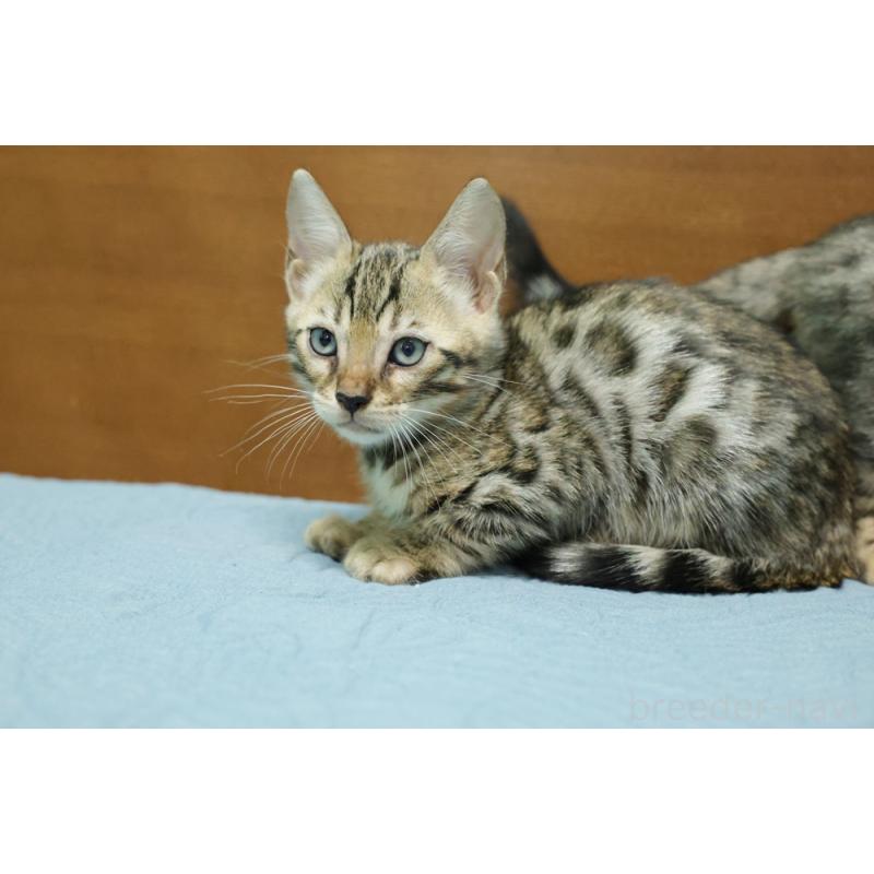 販売中の大阪府のベンガル-126599の6枚目