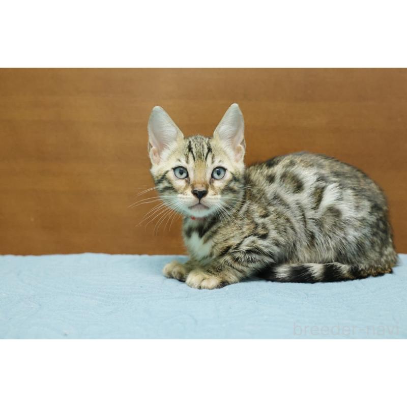 販売中の大阪府のベンガル-126599の5枚目