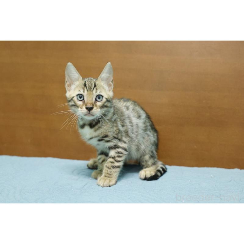 販売中の大阪府のベンガル-126599の3枚目