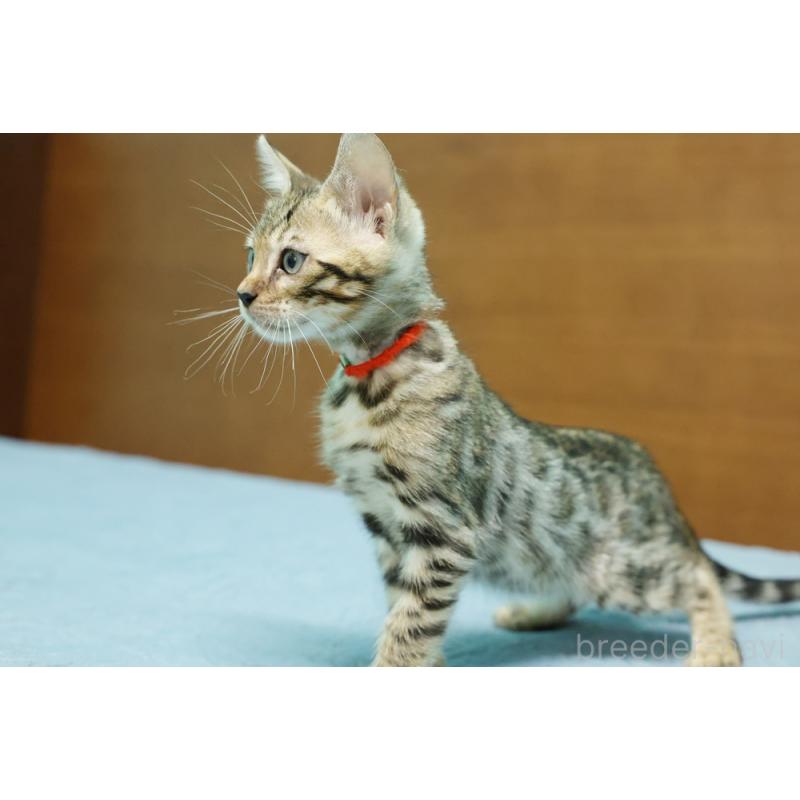 販売中の大阪府のベンガル-126599の4枚目