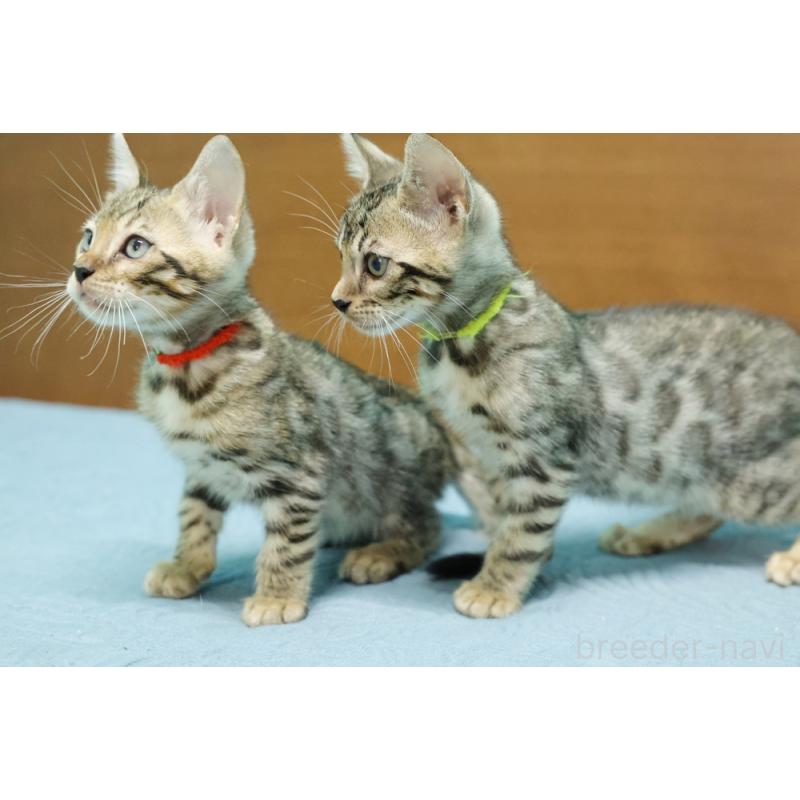 販売中の大阪府のベンガル-126599の2枚目