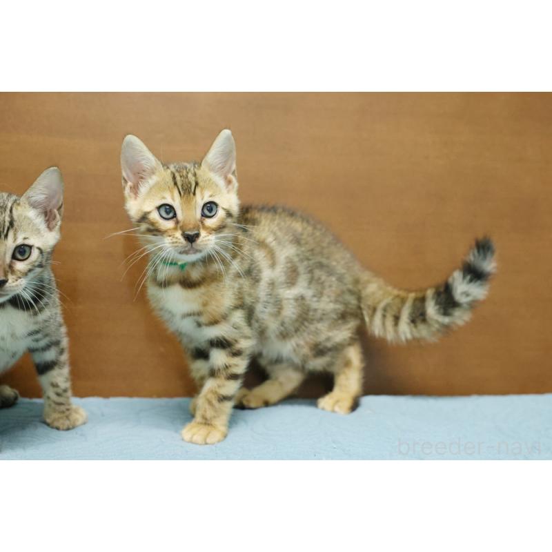 販売中の大阪府のベンガル-126598の6枚目