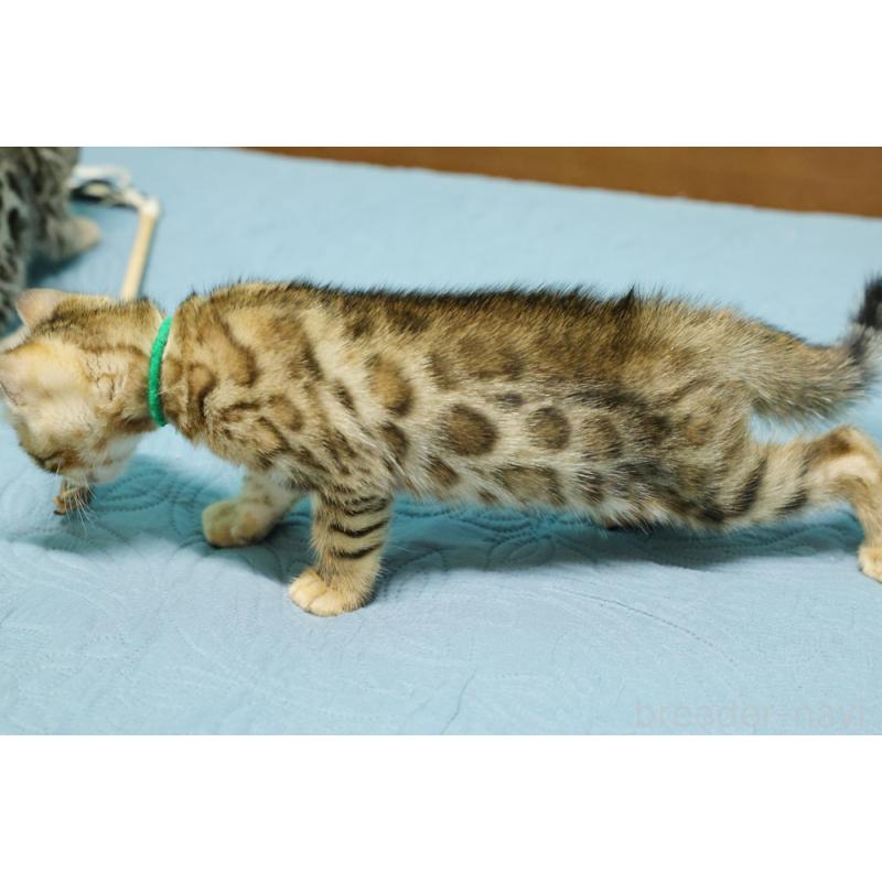 販売中の大阪府のベンガル-126598の4枚目