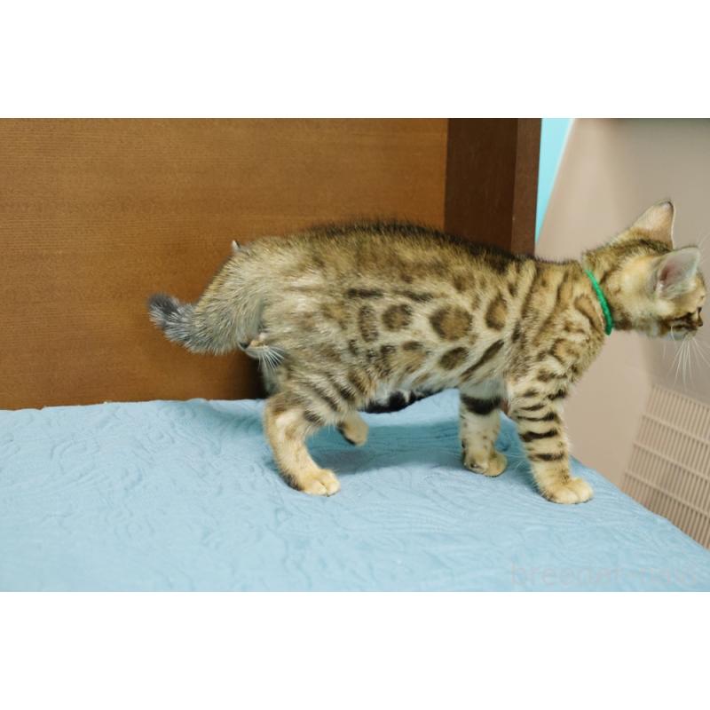 販売中の大阪府のベンガル-126598の2枚目