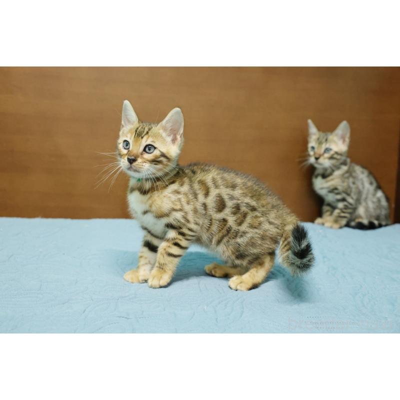 販売中の大阪府のベンガル-126598の3枚目