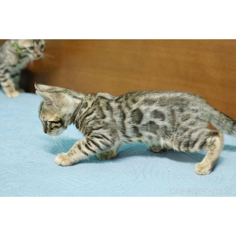 販売中の大阪府のベンガル-126597の4枚目