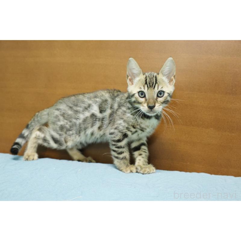 販売中の大阪府のベンガル-126597の3枚目