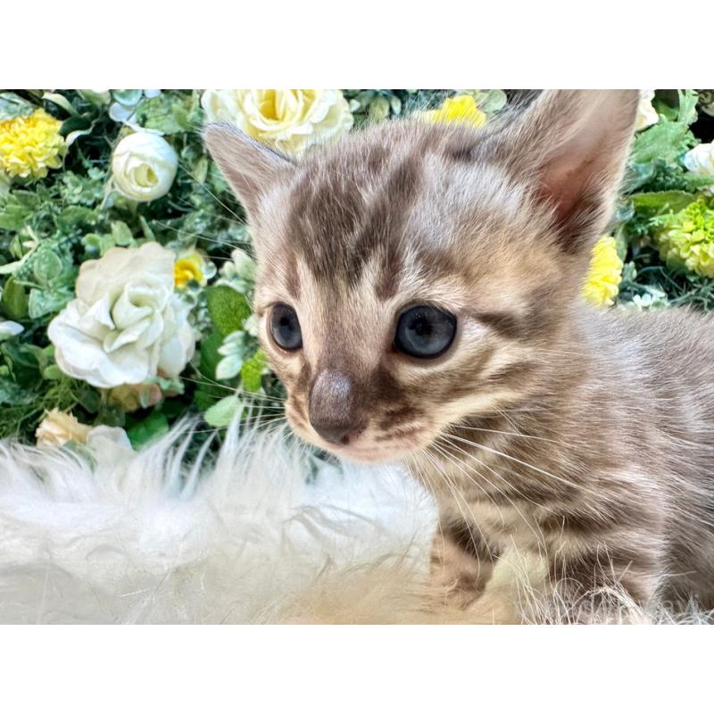 販売中の愛媛県のベンガル-127606の14枚目