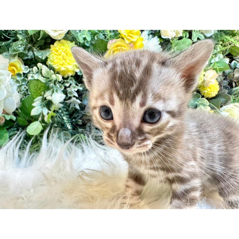 販売中の愛媛県のベンガル-127606の12枚目