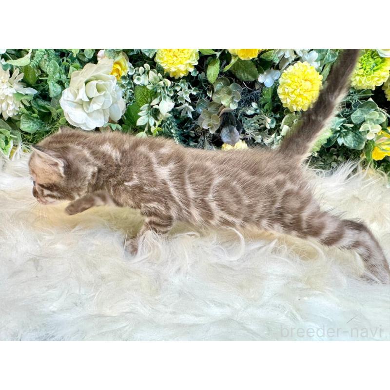 販売中の愛媛県のベンガル-127606の7枚目
