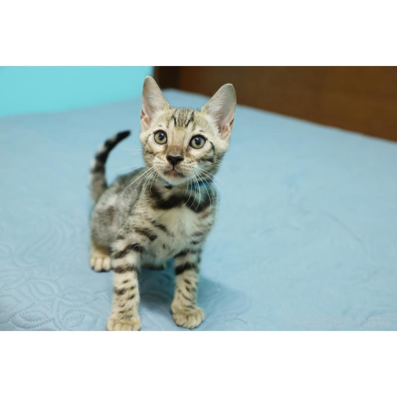 販売中の大阪府のベンガル-126596の5枚目