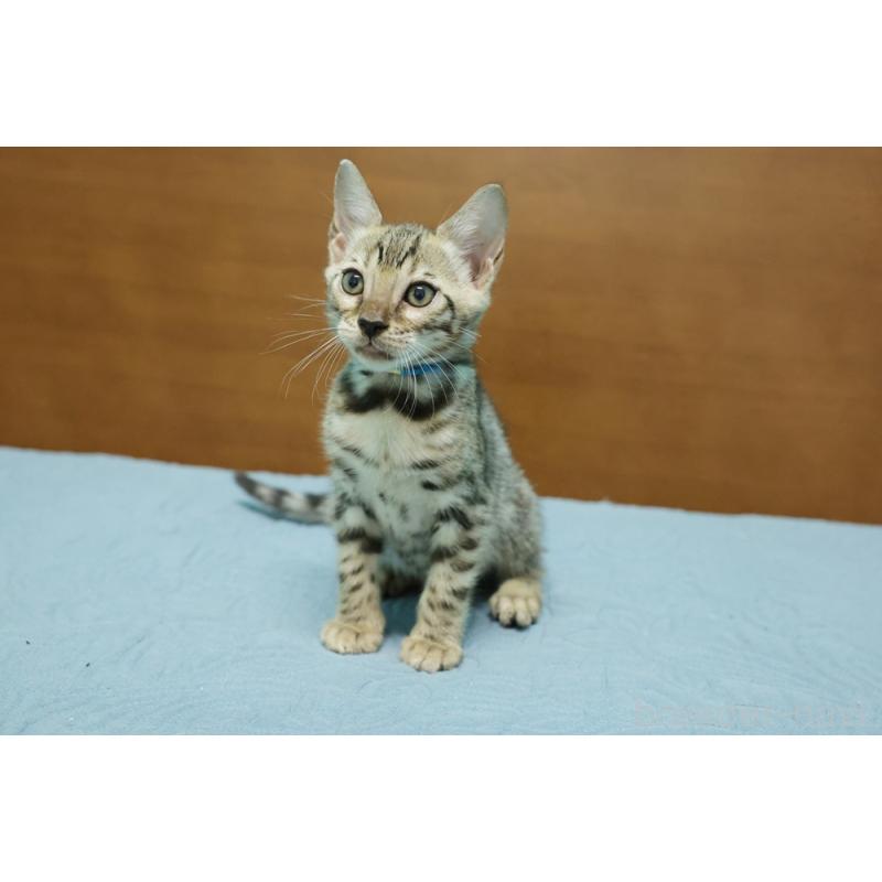 販売中の大阪府のベンガル-126596の4枚目