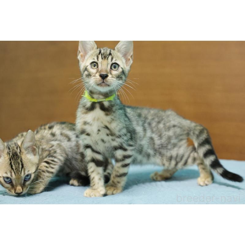 販売中の大阪府のベンガル-127607の7枚目