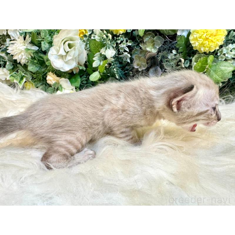 販売中の愛媛県のベンガル-127609の5枚目