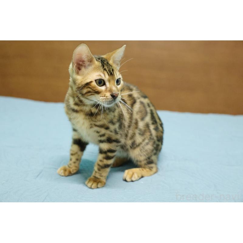 販売中の大阪府のベンガル-124000の2枚目