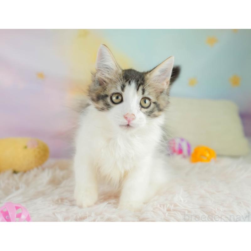 販売中の埼玉県のノルウェージャンフォレストキャット-127611の8枚目