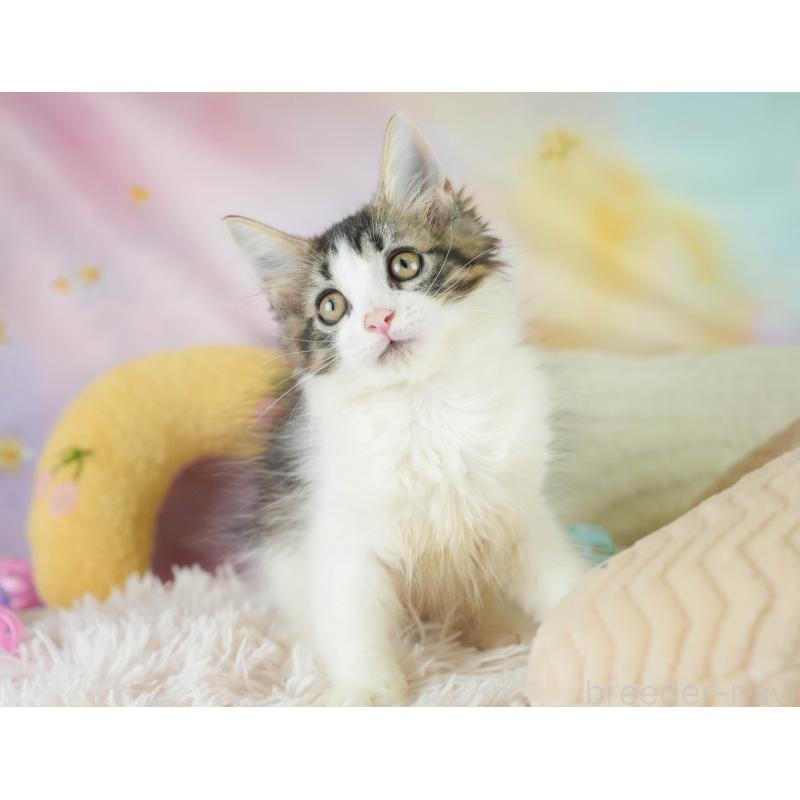 販売中の埼玉県のノルウェージャンフォレストキャット-127611の3枚目