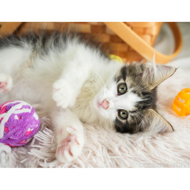 販売中の埼玉県のノルウェージャンフォレストキャット-127612の11枚目