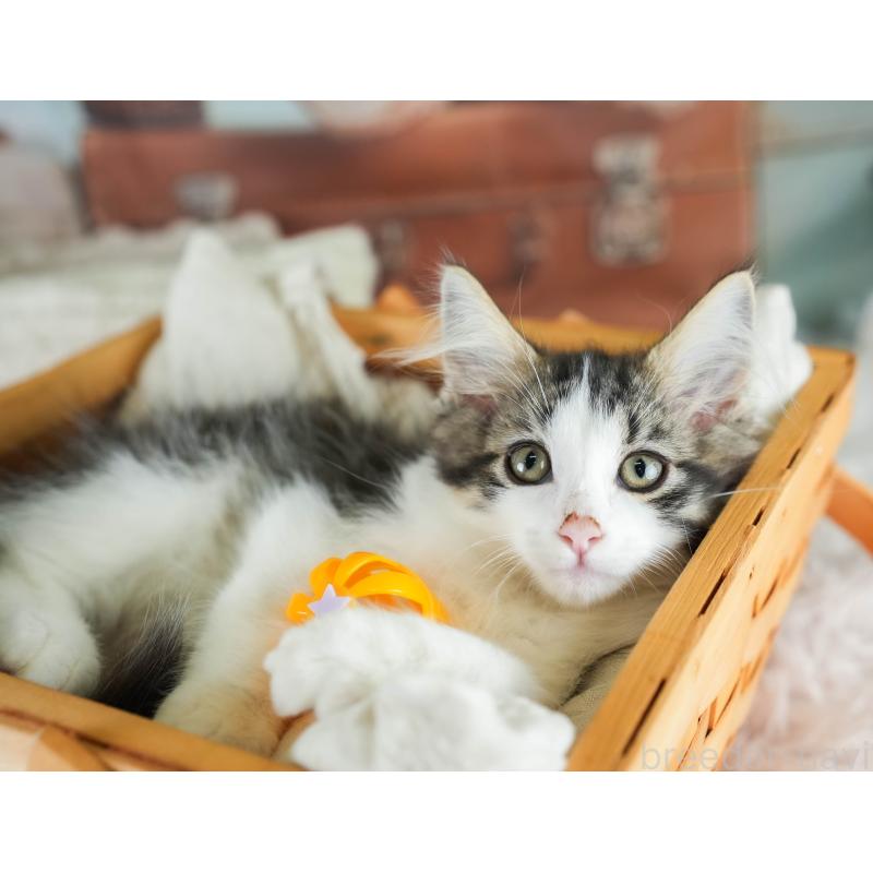 販売中の埼玉県のノルウェージャンフォレストキャット-127612の4枚目