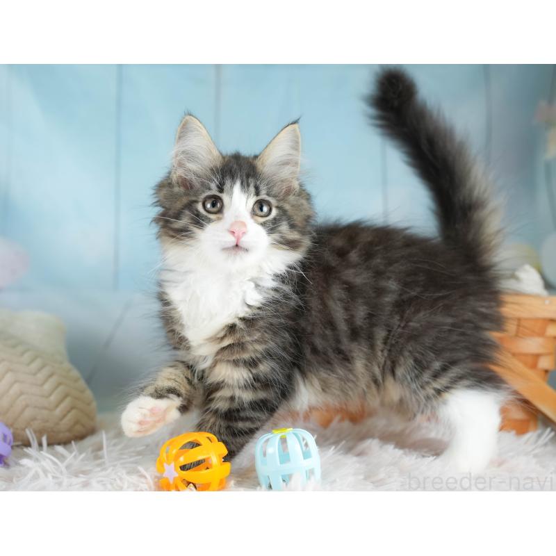 販売中の埼玉県のノルウェージャンフォレストキャット-127613の3枚目