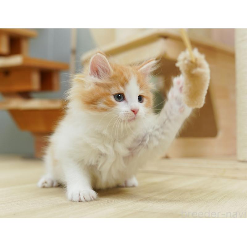 販売中の埼玉県のノルウェージャンフォレストキャット-127614の9枚目