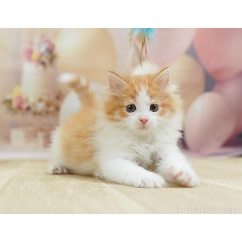 販売中の埼玉県のノルウェージャンフォレストキャット-127614の5枚目