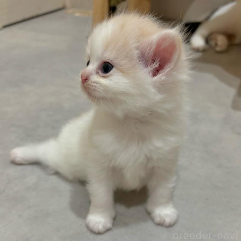 販売中の福岡県のスコティッシュフォールド(折れ耳)-127619の3枚目