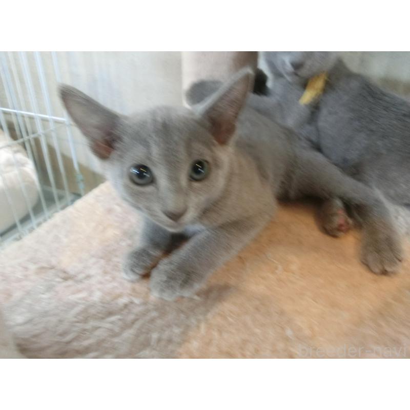 販売中の兵庫県のロシアンブルー-127250の5枚目