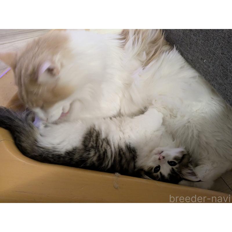 成約済の埼玉県のノルウェージャンフォレストキャット-126365の8枚目