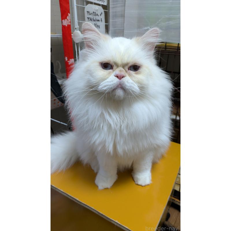 販売中の大阪府のミヌエット-119962の8枚目